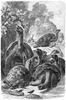 [CPerrien Scans CD02 - Animals(Pen Drawing)] tortoises