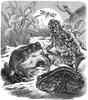 [CPerrien Scans CD02 - Animals(Pen Drawing)] toads
