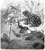 [CPerrien Scans CD02 - Animals(Pen Drawing)] toads