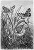[CPerrien Scans CD02 - Animals(Pen Drawing)] butterflies