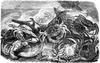 [CPerrien Scans CD02 - Animals(Pen Drawing)] crabs