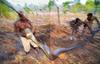 [achAT-scans] Chasing Pythons in Cameroon(1997)