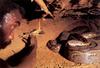[achAT-scans] Chasing Pythons in Cameroon(1997)