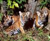 [achAT-scans] Tigers(1994)