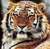 [achAT-scans] Tigers(1994)