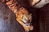 [achAT-scans] Tigers(1994)