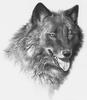 [Elon Animal Scans] Painted by Carl Brenders, Black Wolf