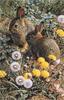 [Elon Animal Scans] Painted by Carl Brenders, Colorful Playground (Rabbits)