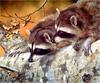 [Elon Animal Scans] Painted by Carl Brenders, Double Trouble (Raccoons)