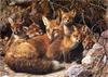 [Elon Animal Scans] Painted by Carl Brenders, Full House (Red Foxes)