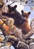 [Elon Animal Scans] Painted by Carl Brenders, High Adventure (Bear cubs)
