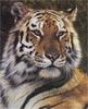 [Elon Animal Scans] Painted by Carl Brenders, Last Watch (Tiger)