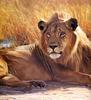 [Elon Animal Scans] Painted by John Banovich, Lion Eyes