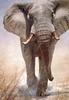 [Elon Animal Scans] Painted by John Banovich, Right Of Way (Elephant)