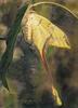 [Elon Animal Scans] Painted by John Cody, Moon Moth Of Borneo