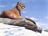 [Elon Animal Scans] Painted by John Seerey-Lester, Above The Tree Line, Cougar
