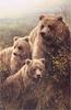 [Elon Animal Scans] Painted by John Seerey-Lester, Grizzley Bears