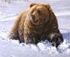 [Elon Animal Scans] Painted by John Seerey-Lester, Heavy Going, Grizzley Bear