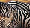 [Elon Animal Scans] Painted by Kathy Cencula, Life Lines (Zebras)