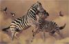 [Elon Animal Scans] Painted by Lindsay B. Scott, Zebras, The Contenders