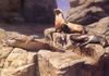 [Elon Animal Scans] Painted by Nancy Howe, Sunday (Sea Lions)