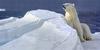 [Elon Animal Scans] Painted by Robert Bateman, Long Light, Polar Bear