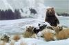 [Elon Animal Scans] Painted by Rod Frederick, Geyser Basin (Bears)