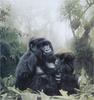 [Elon Animal Scans] Painted by Terry Isaac, Gorillas, Refuge