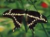 [GrayCreek Scans - 2002 Calendar] Butterflies - Giant Swallowtail