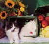 [GrayCreek Scans - 2002 Calendar] Curious Cats