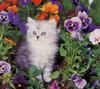 [GrayCreek Scans - 2002 Calendar] Curious Cats