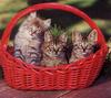 [GrayCreek Scans - 2002 Calendar] Curious Cats