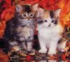 [GrayCreek Scans - 2002 Calendar] Curious Cats
