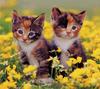 [GrayCreek Scans - 2002 Calendar] Curious Cats