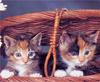 [GrayCreek Scans - 2002 Calendar] Kittens
