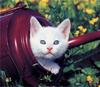 [GrayCreek Scans - 2002 Calendar] Kittens