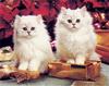 [GrayCreek Scans - 2002 Calendar] Kittens