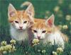 [GrayCreek Scans - 2002 Calendar] Kittens