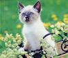[GrayCreek Scans - 2002 Calendar] Kittens