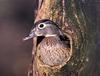 [GrayCreek Scans - 2002 Calendar] Northwoods Wildlife - Woodduck Hen