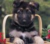 [GrayCreek Scans - 2003 Calendar] Puppies