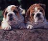 [GrayCreek Scans - 2003 Calendar] Puppies