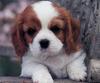 [GrayCreek Scans - 2003 Calendar] Puppies