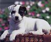 [GrayCreek Scans - 2003 Calendar] Puppies