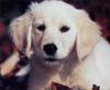[GrayCreek Scans - 2003 Calendar] Puppies