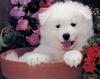 [GrayCreek Scans - 2003 Calendar] Puppies