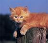 [GrayCreek Scans - 2003 Calendar] Kittens