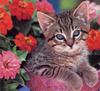 [GrayCreek Scans - 2003 Calendar] Kittens