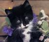 [GrayCreek Scans - 2003 Calendar] Kittens