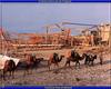 [PO scan - Postcard of Turkey] Camels